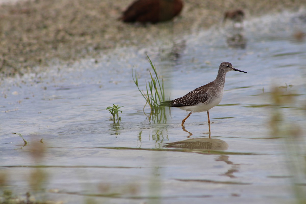 Lesser Yellowlegs - Midway Atoll NWR Historical Data