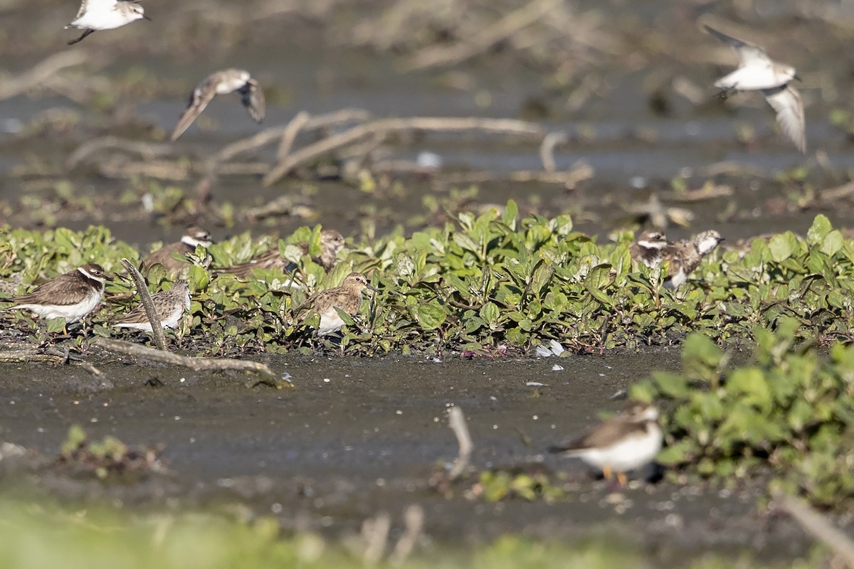 Baird's Sandpiper - ML279361381