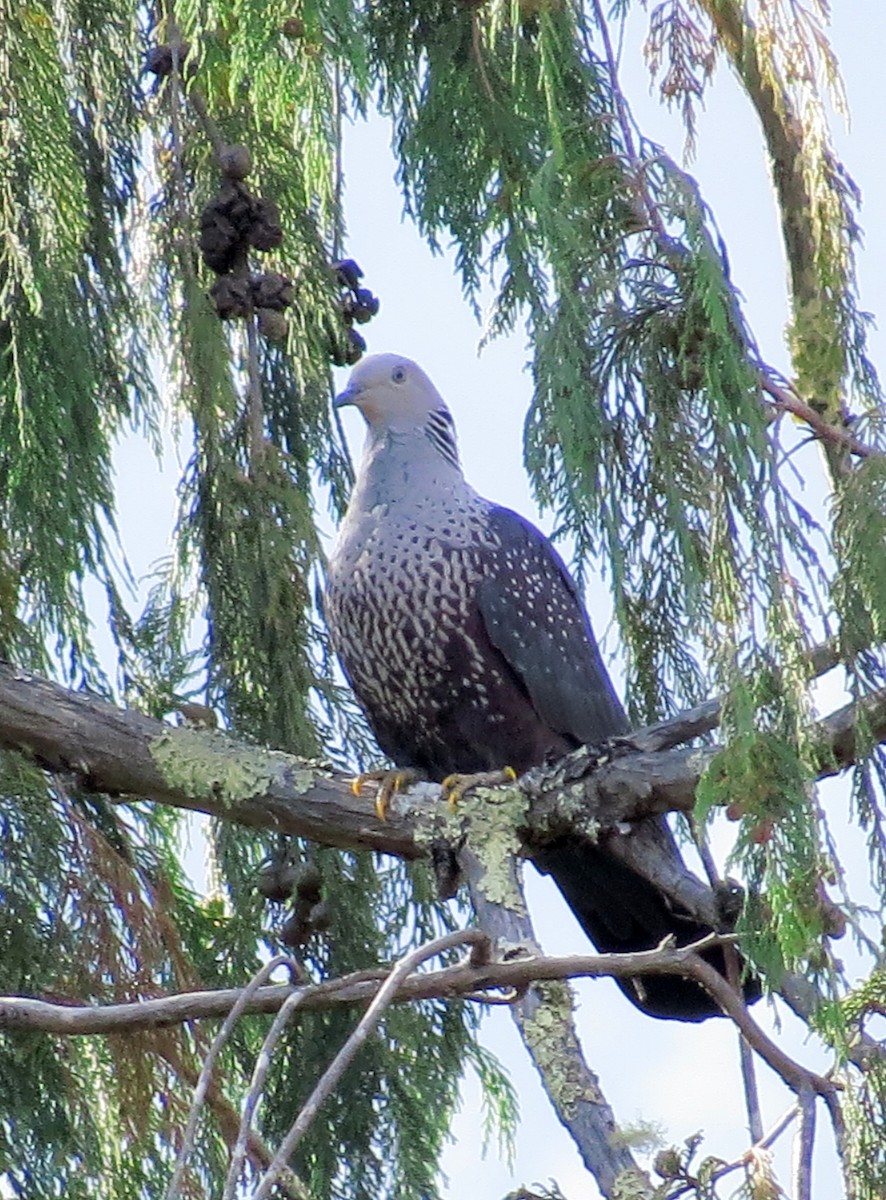 Speckled Wood-Pigeon - ML27936141