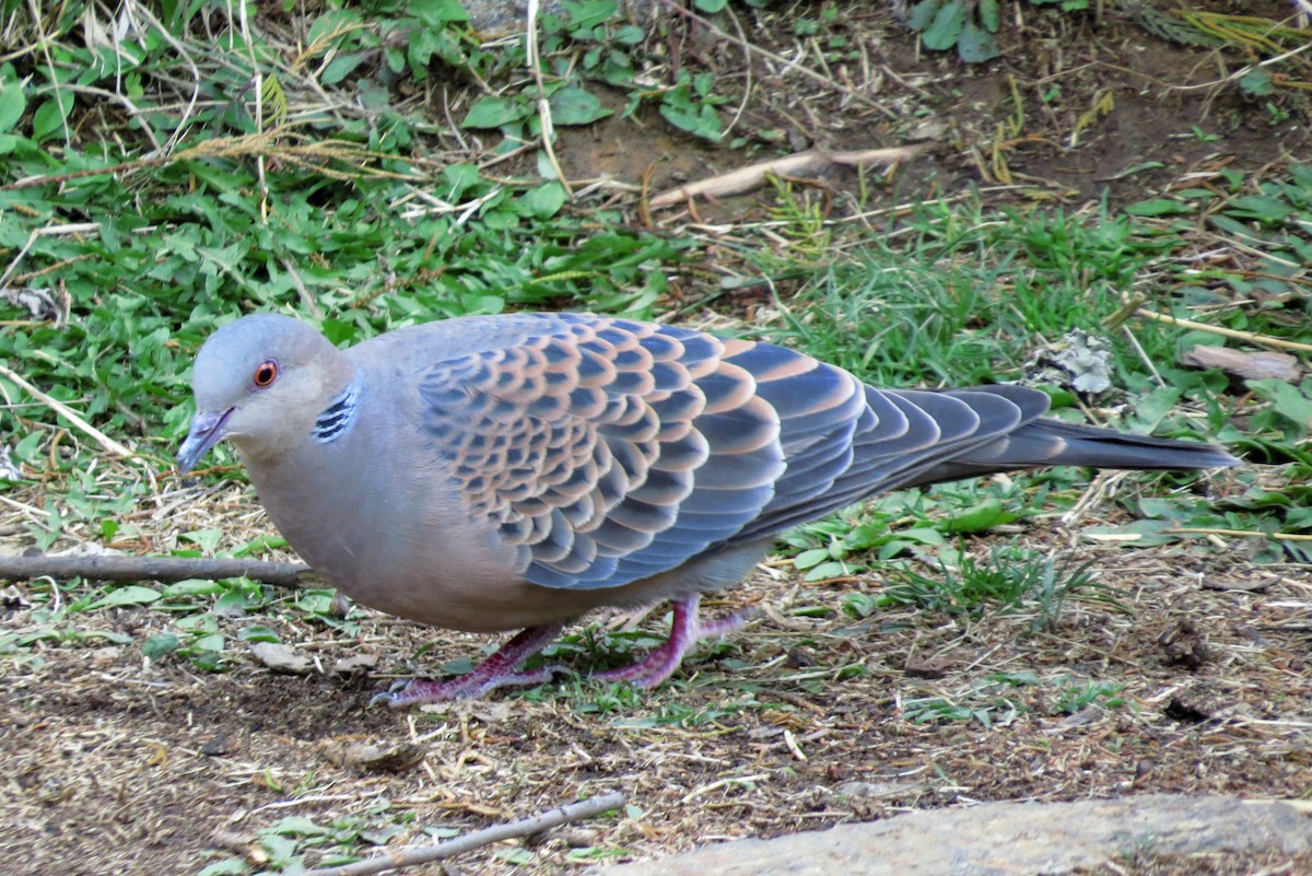 Oriental Turtle-Dove - ML27936161