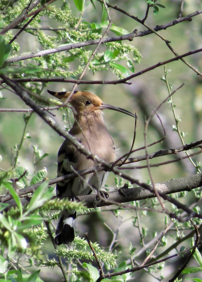 Eurasian Hoopoe - ML27936201