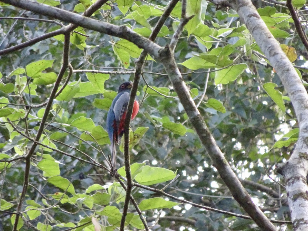 Kara Kuyruklu Trogon - ML279362171