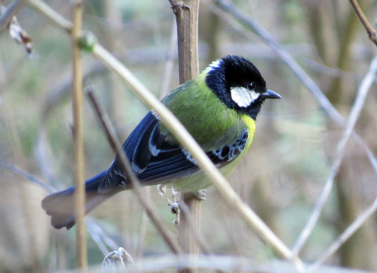 Green-backed Tit - ML27936231