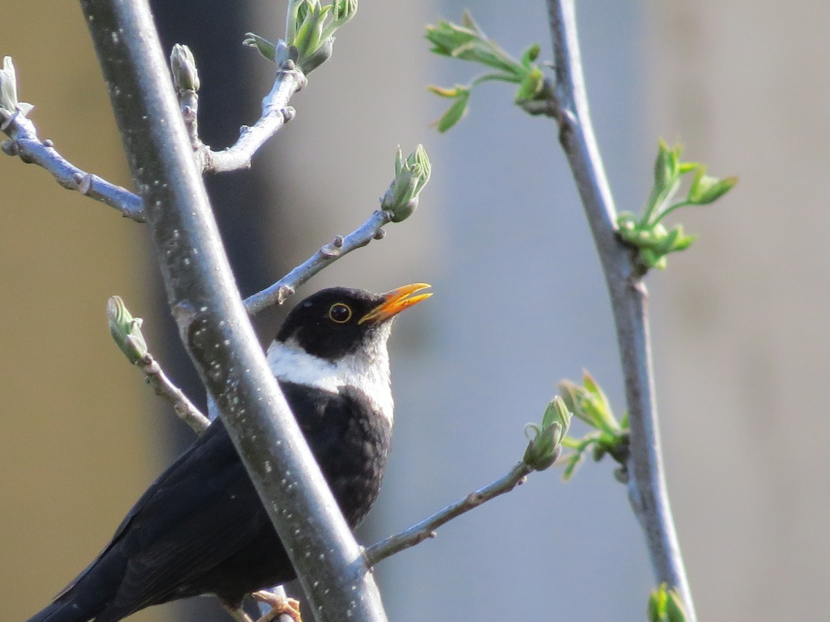 White-collared Blackbird - ML27936251