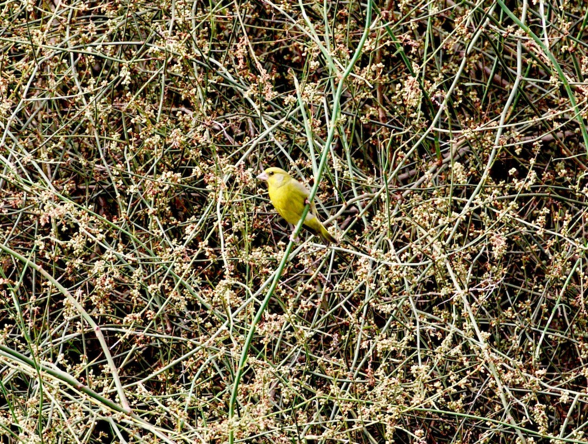 European Greenfinch - ML279362671