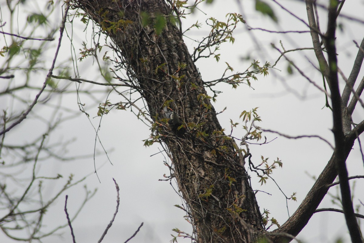 White-breasted Nuthatch - ML27936351