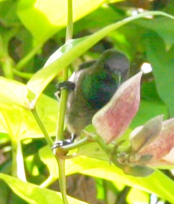 Seychelles Sunbird - ML279364701