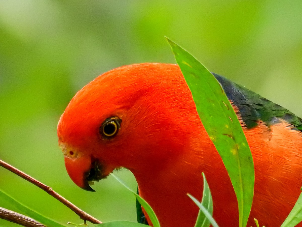 Australian King-Parrot - ML279364791