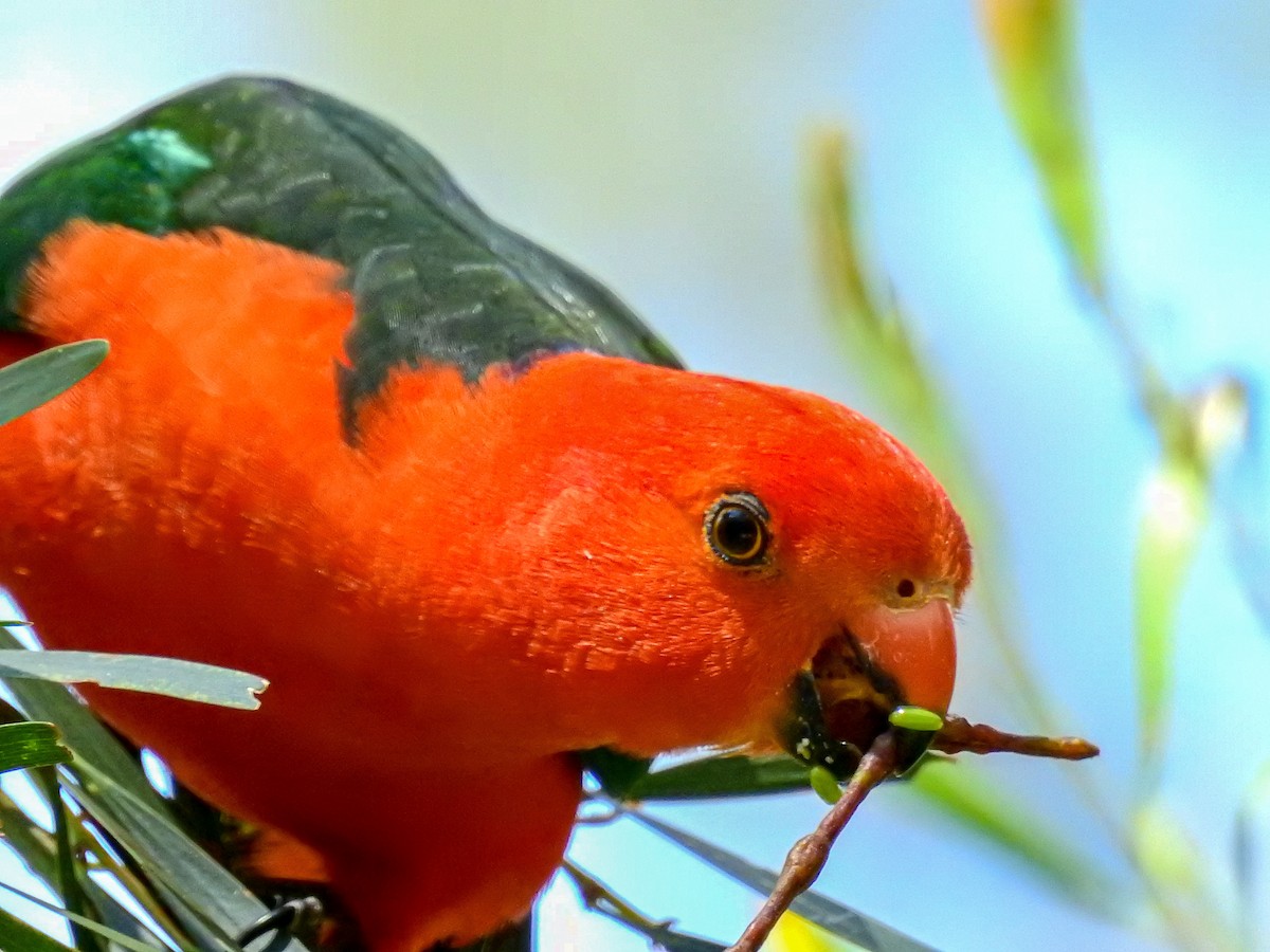 Australian King-Parrot - ML279364801