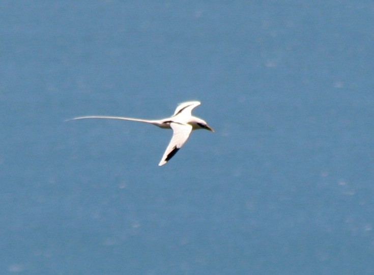 White-tailed Tropicbird - ML279365211
