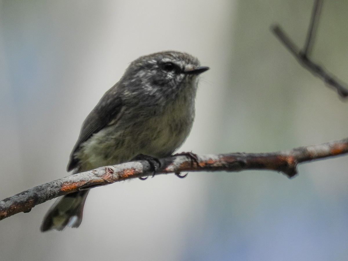 Brown Gerygone - ML279365951