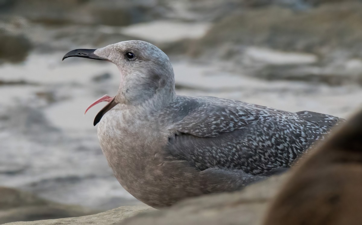 Glaucous-winged Gull - ML279366161