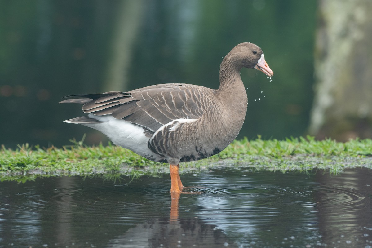 Greater White-fronted Goose - ML279366201