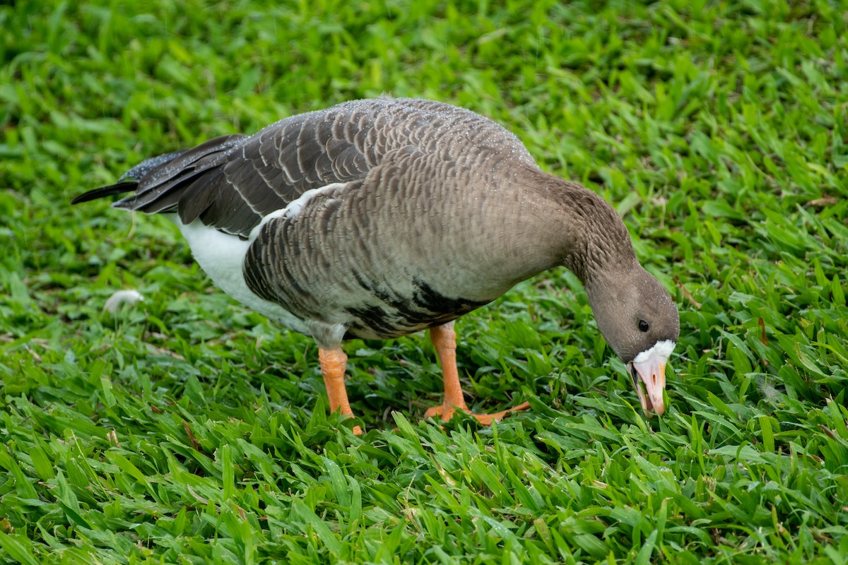 Greater White-fronted Goose - ML279366211