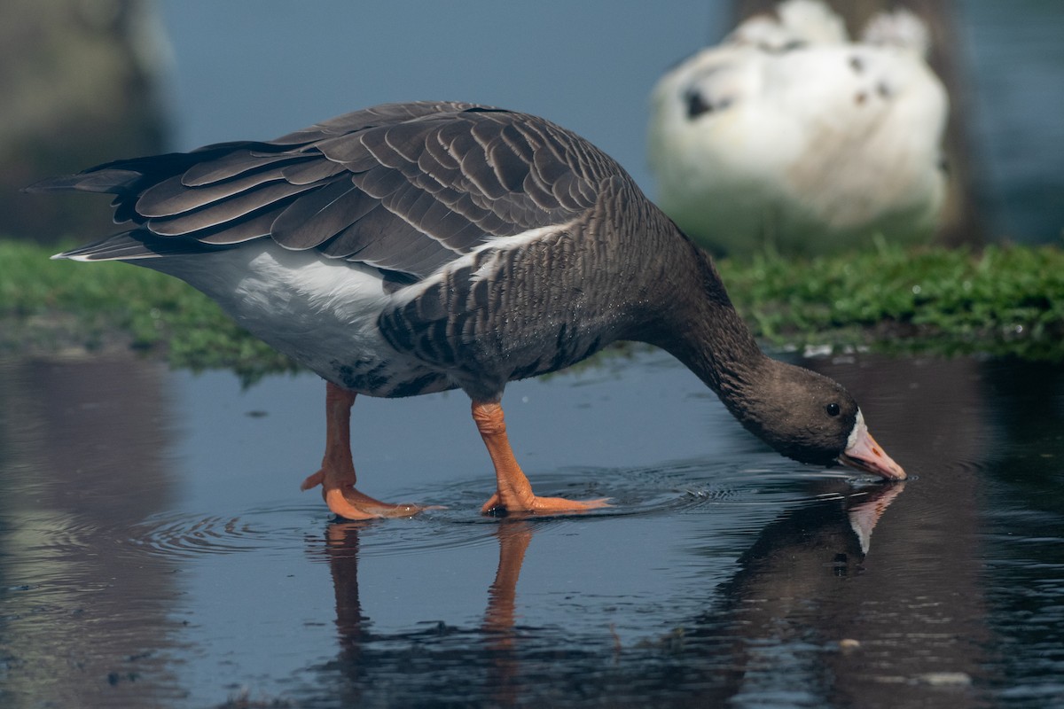 Greater White-fronted Goose - ML279366231