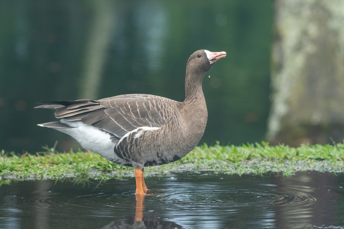 Greater White-fronted Goose - ML279366241