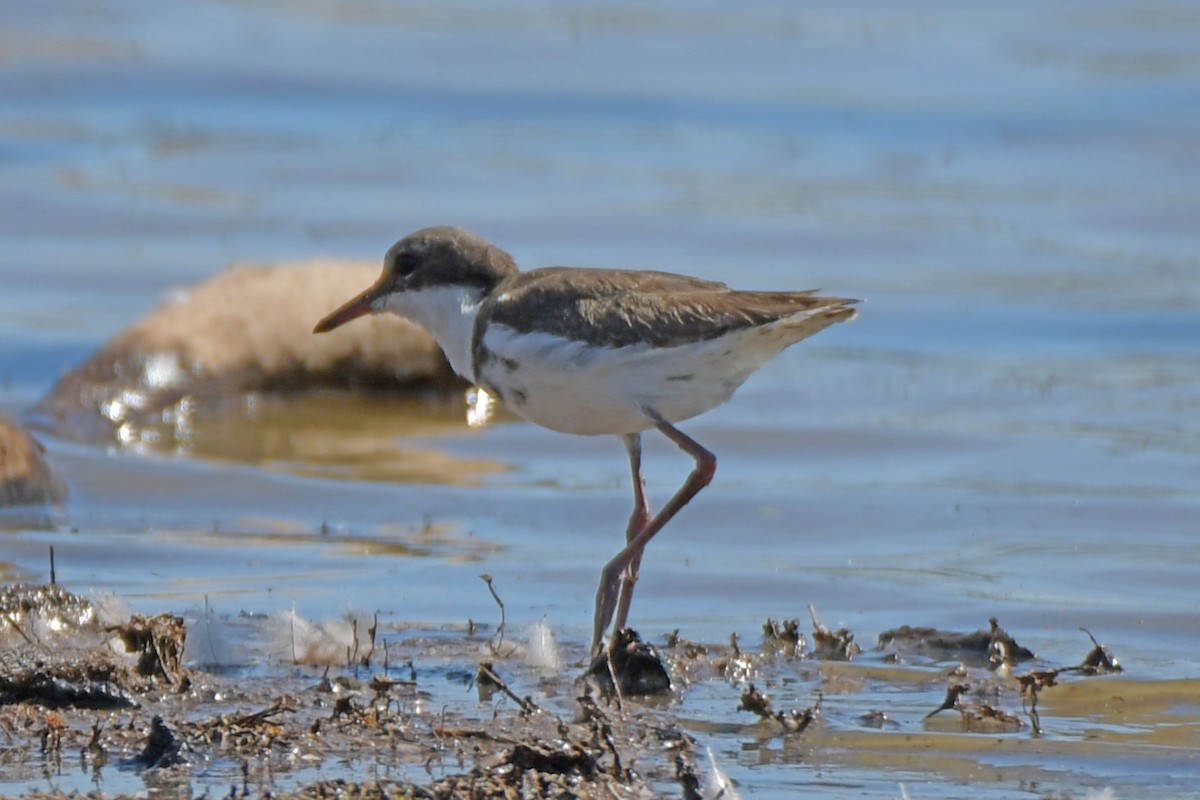 Red-kneed Dotterel - ML279366771