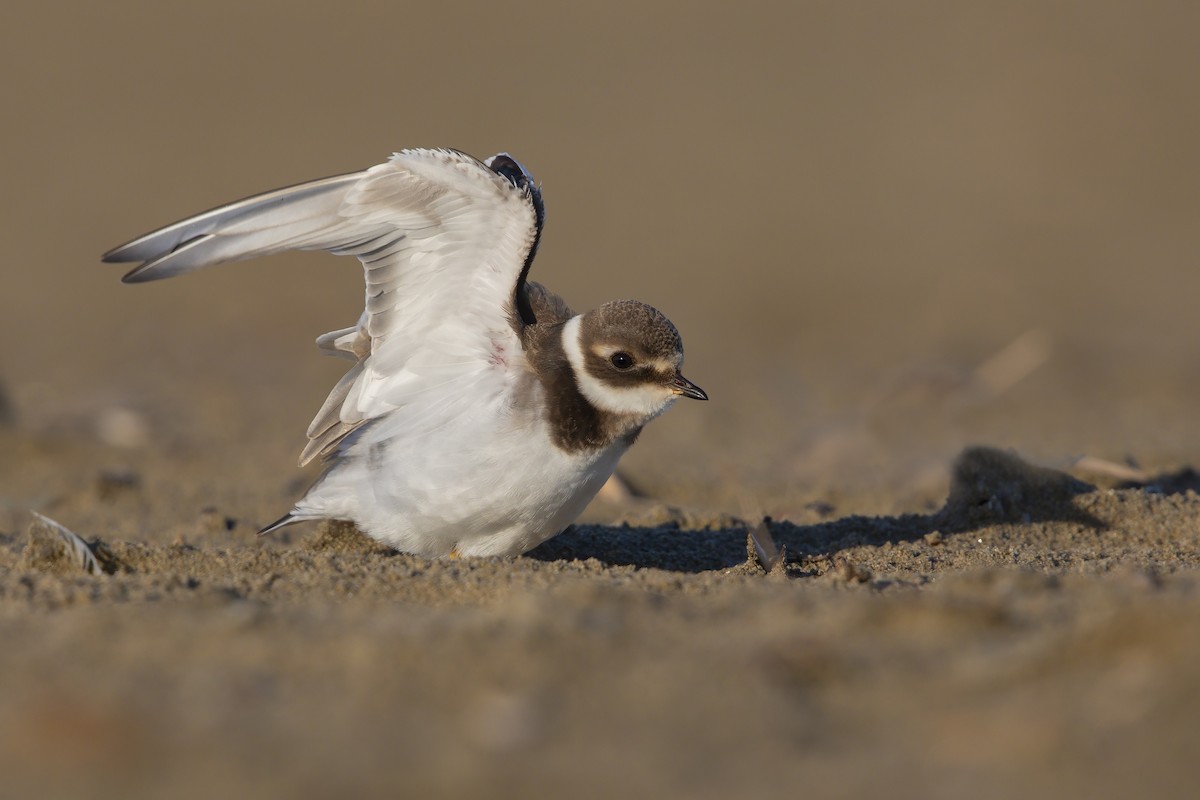 Common Ringed Plover - ML279368321