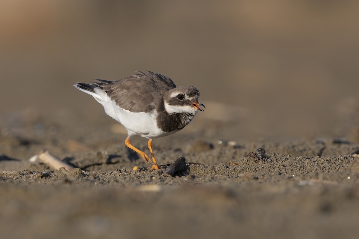 Common Ringed Plover - ML279368331