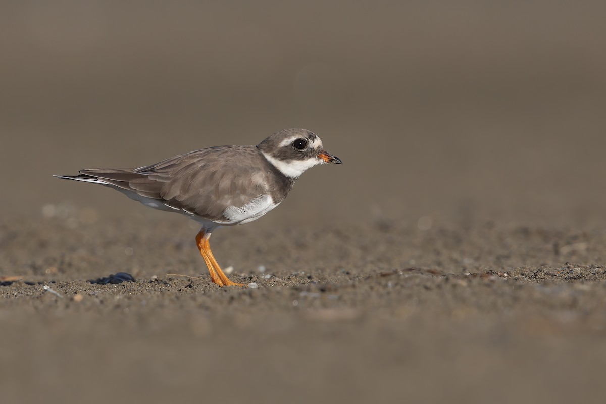 Common Ringed Plover - ML279368351