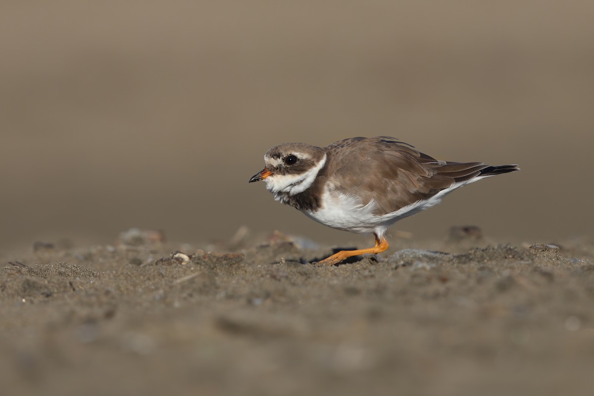 Common Ringed Plover - ML279368361