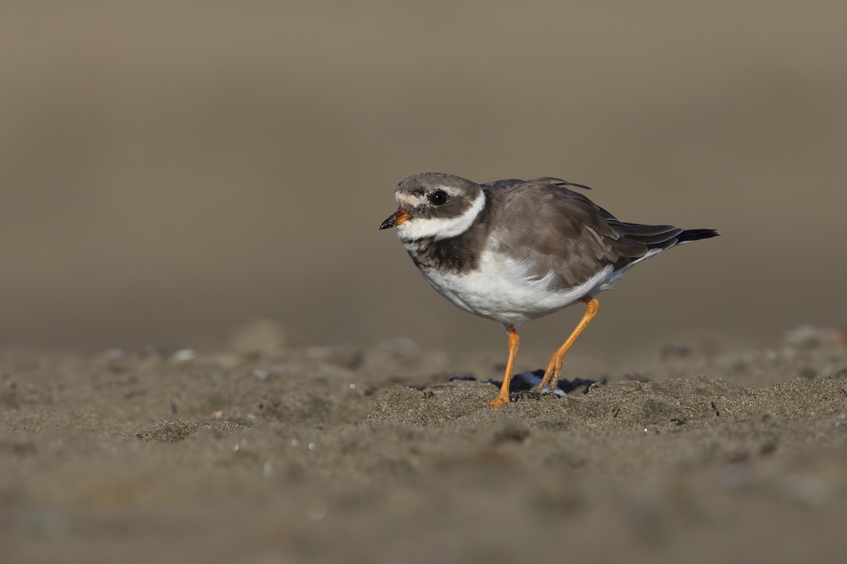 Common Ringed Plover - ML279368391