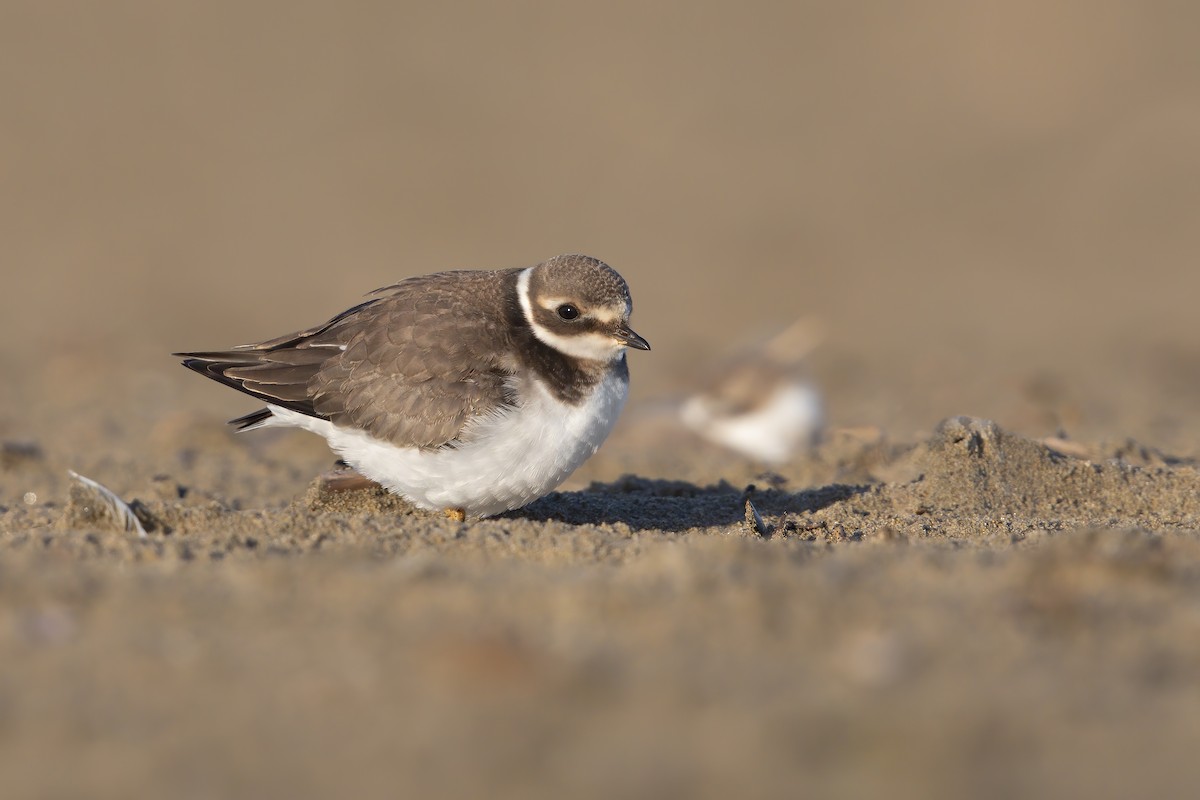 Common Ringed Plover - ML279368451