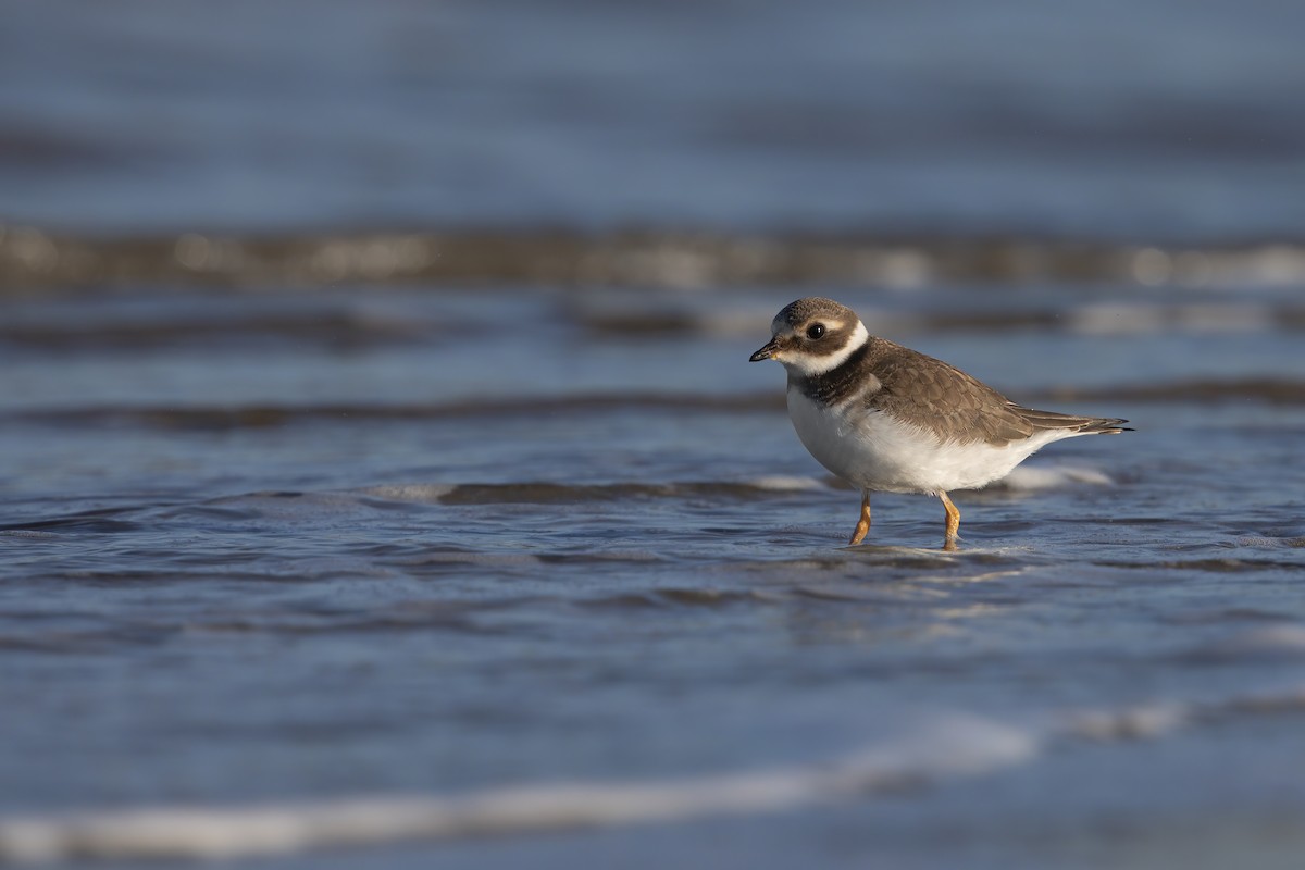 Common Ringed Plover - ML279368561