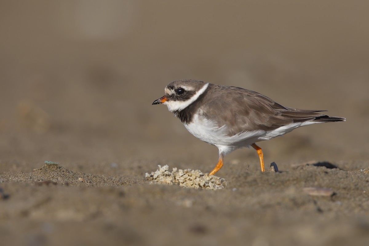 Common Ringed Plover - ML279368591