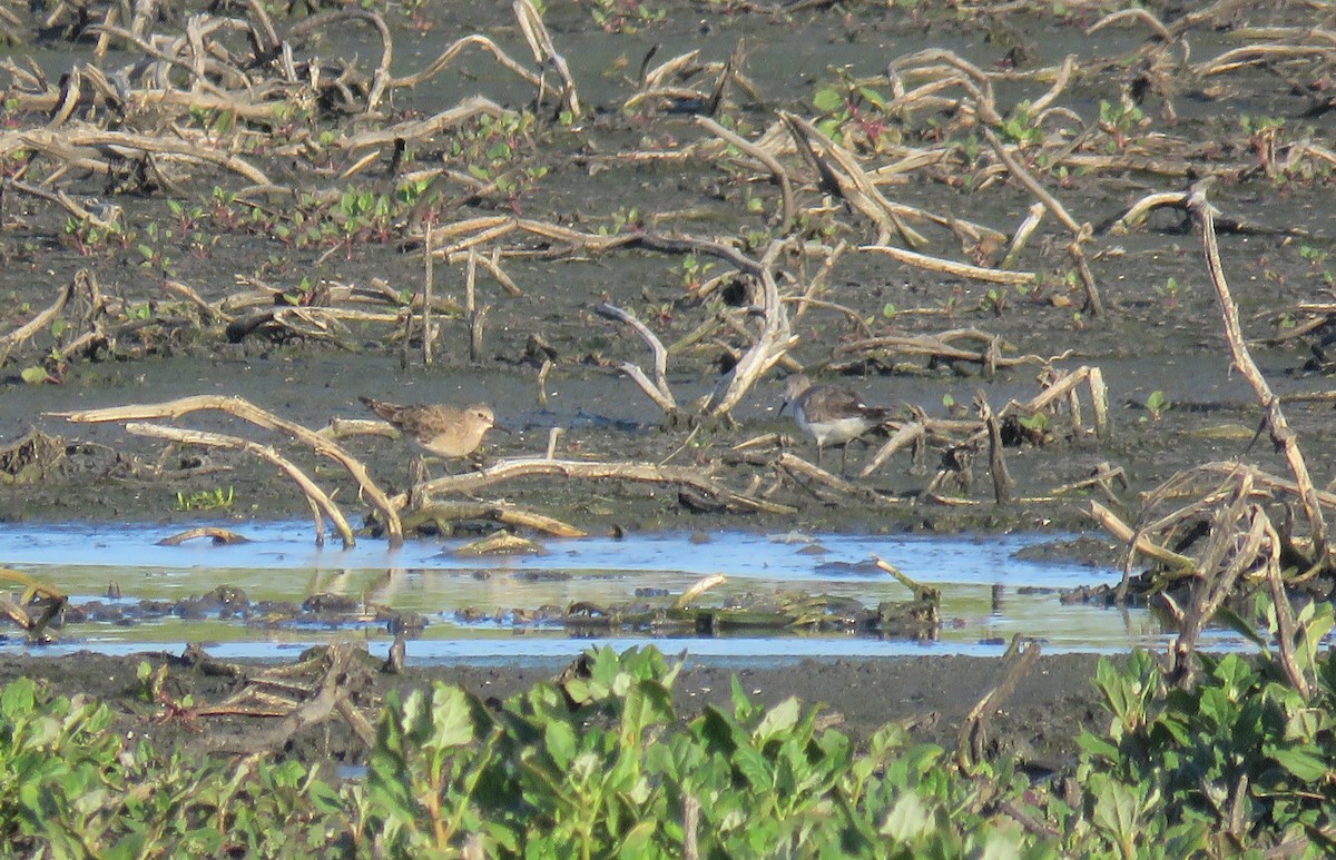 Baird's Sandpiper - ML279369491