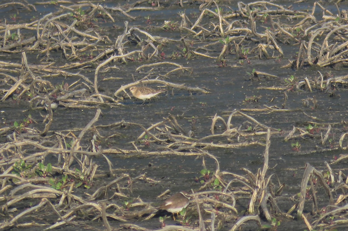 Baird's Sandpiper - ML279369511