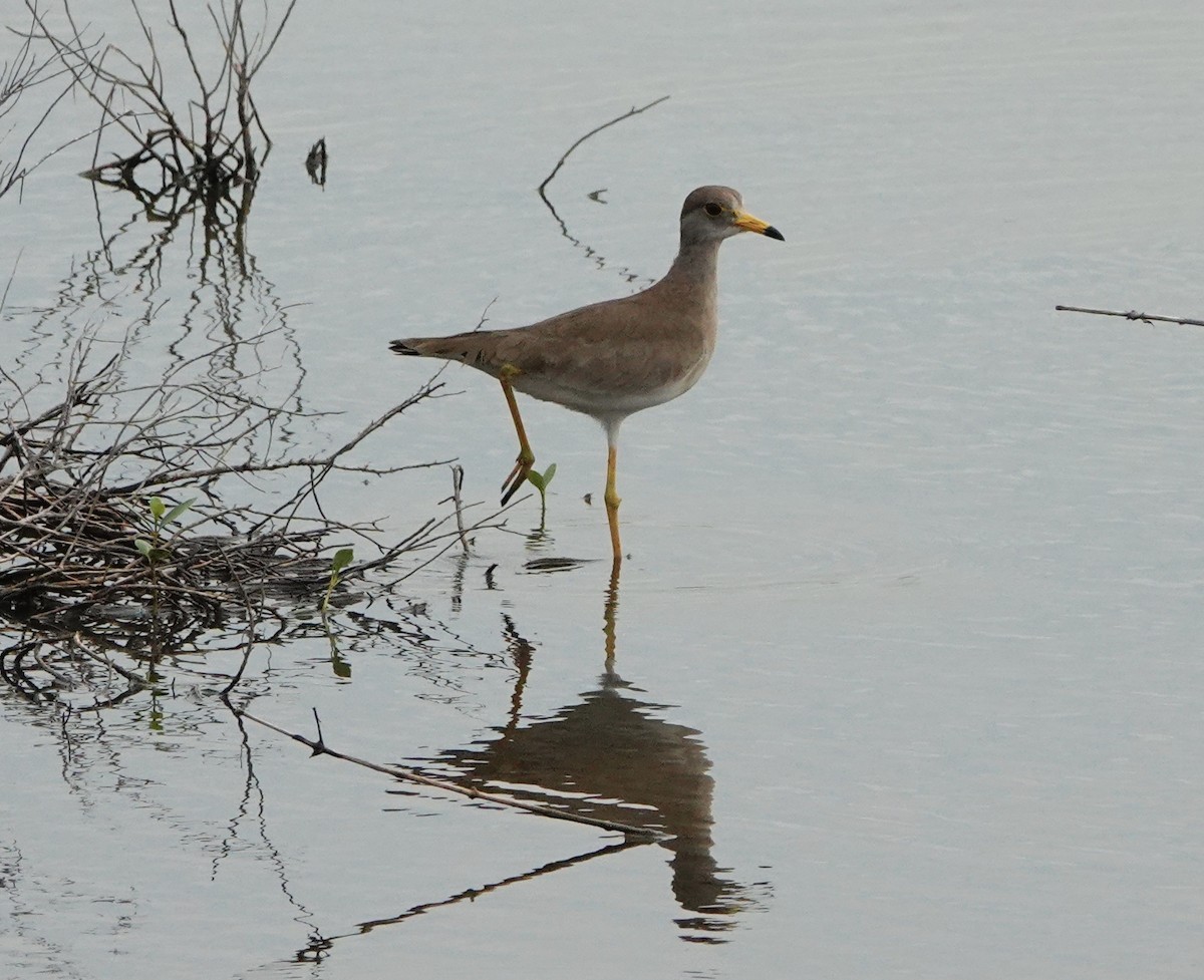 Gray-headed Lapwing - David Diller