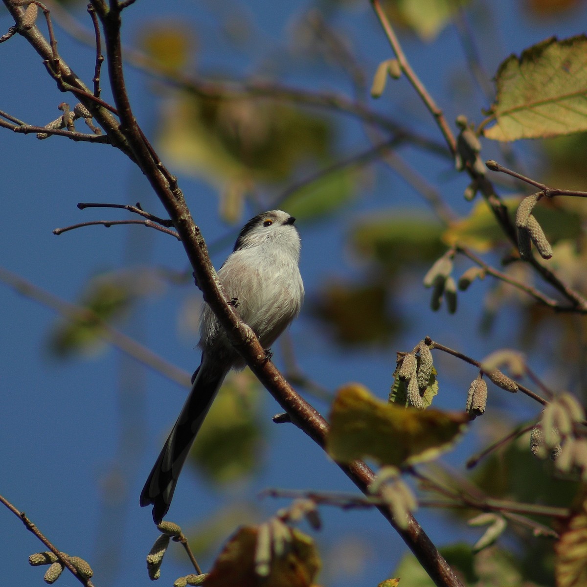 Long-tailed Tit - ML279369921