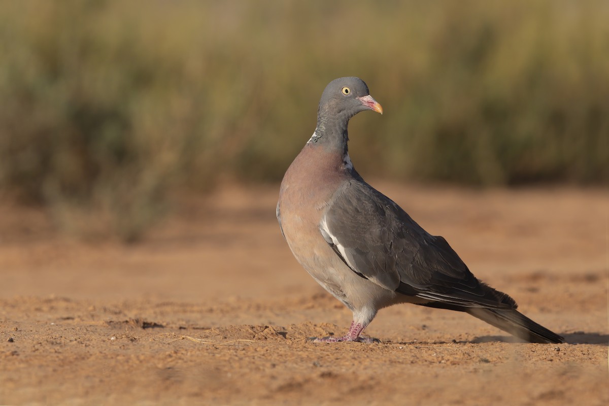 Common Wood-Pigeon - ML279370591