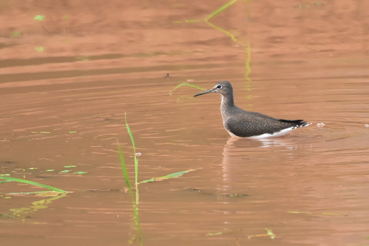 Green Sandpiper - ML279370871