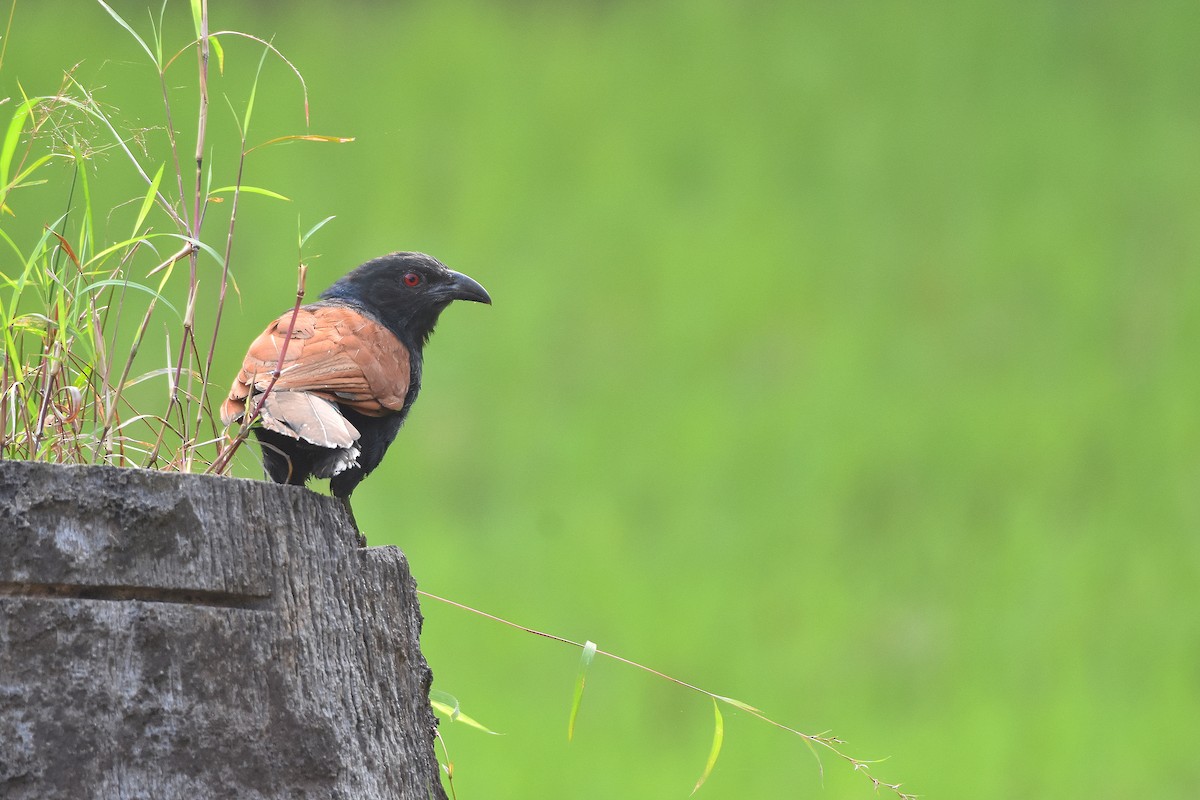 Greater Coucal - ML279370881