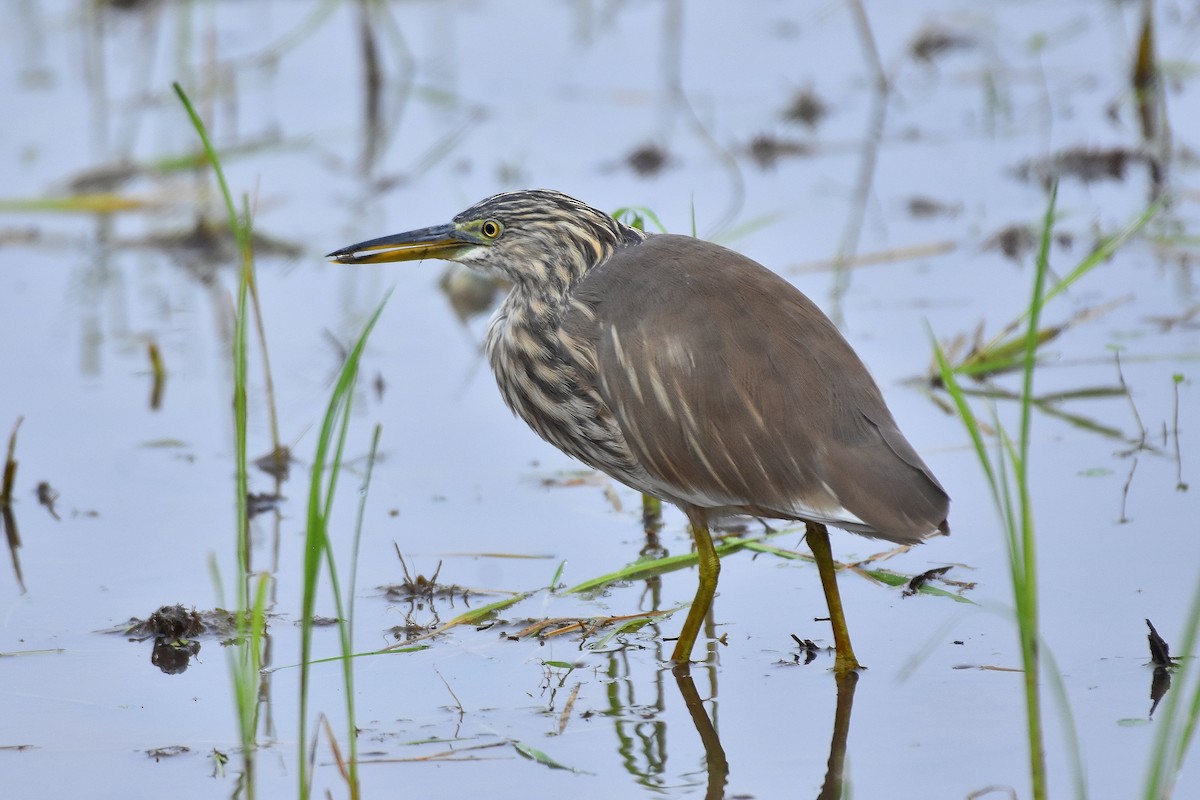 Indian Pond-Heron - ML279370951