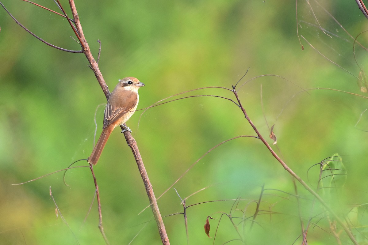 Brown Shrike - vinodh Kambalathara