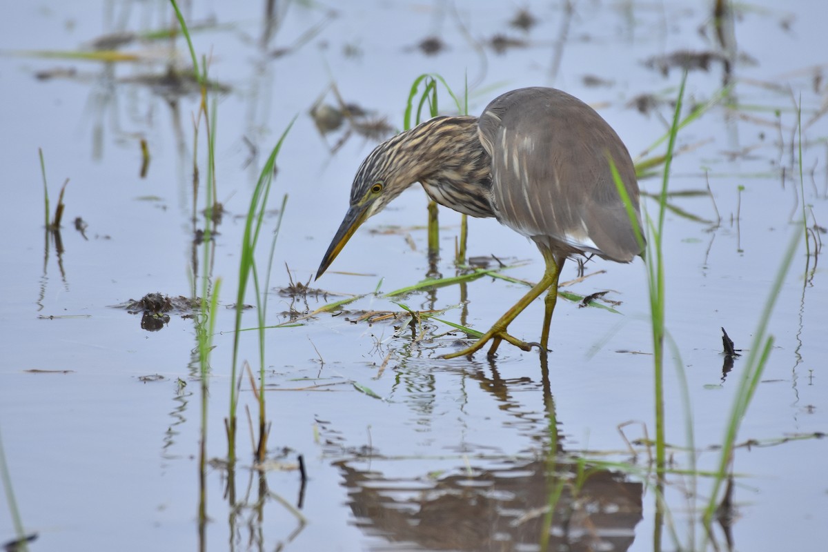 Indian Pond-Heron - ML279371091