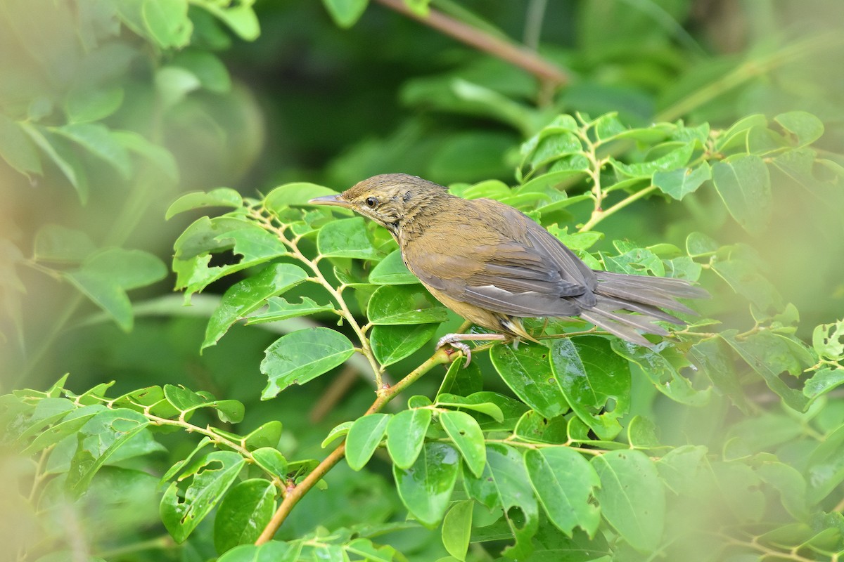 Blyth's Reed Warbler - ML279371121