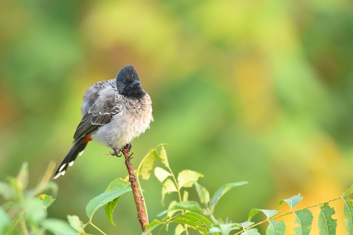 Red-vented Bulbul - ML279371211