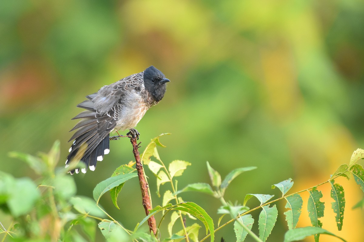 Red-vented Bulbul - ML279371221