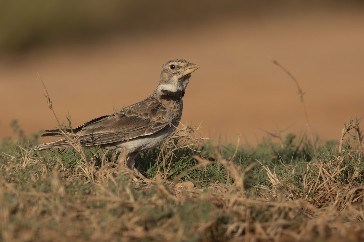 Calandra Lark - Marco Valentini