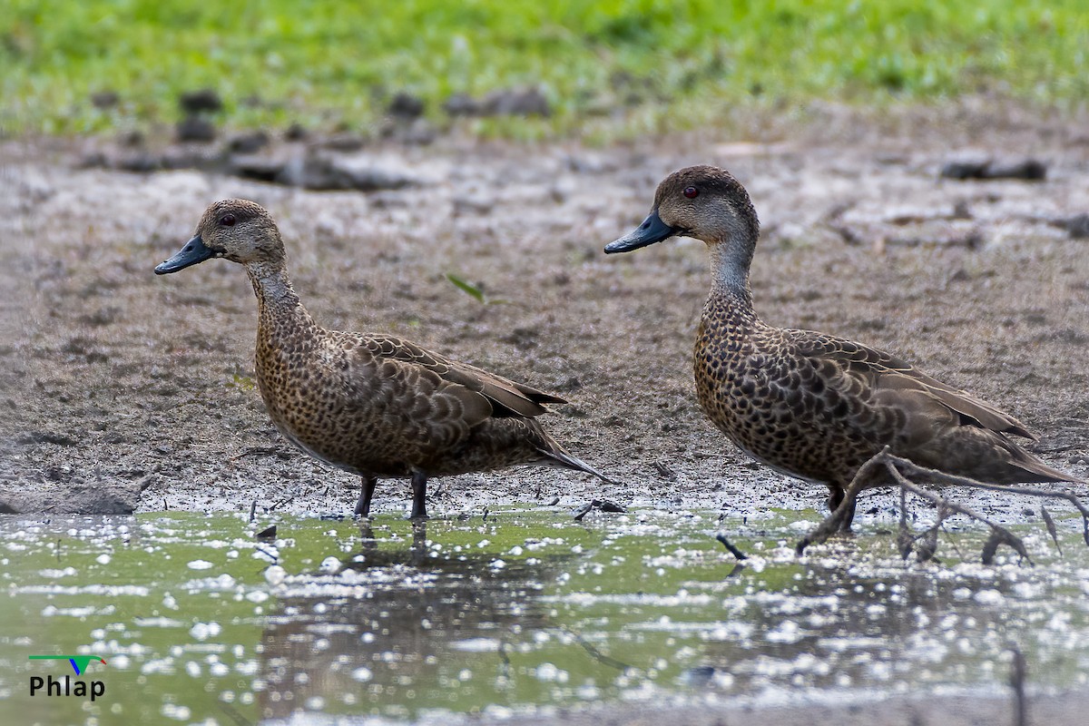 Avustralya Gri Çamurcunu - ML279371291