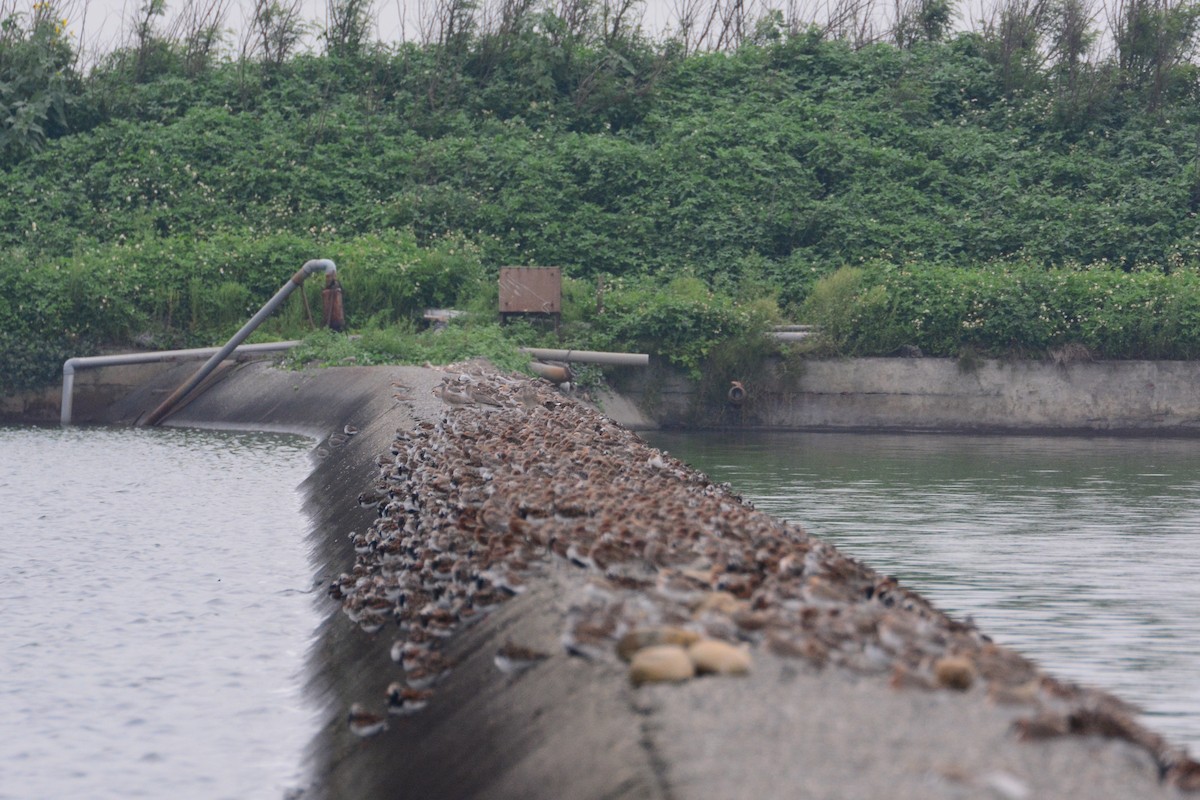 Red Knot - Jhih-Wei (志偉) TSAI (蔡)