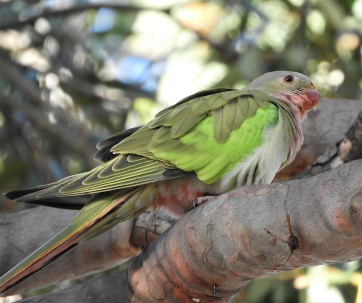 Perico Princesa - ML279373651