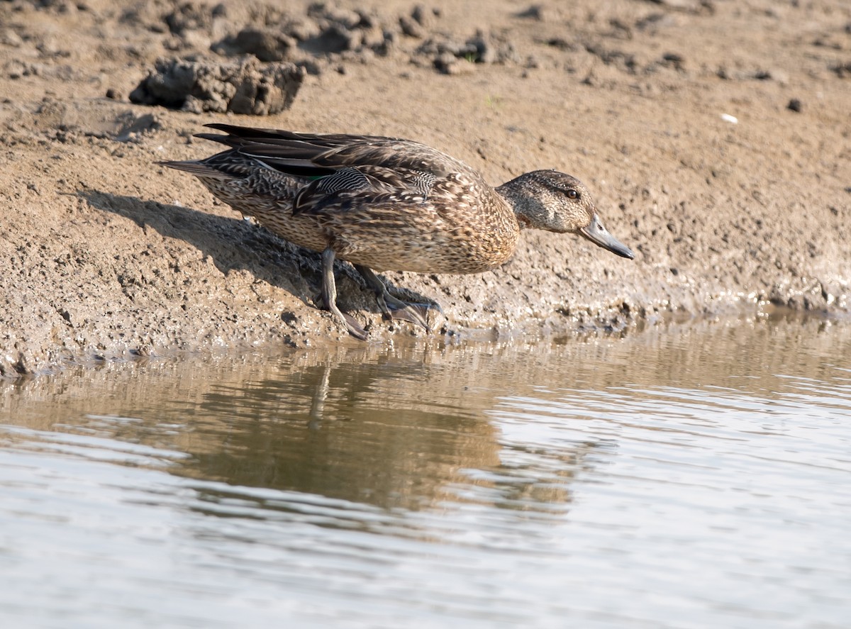 Green-winged Teal - Kai Pflug