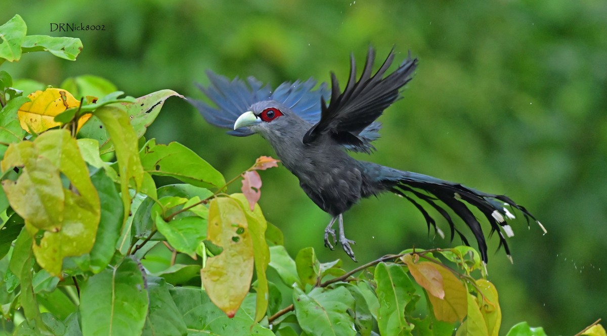 Black-bellied Malkoha - ML279375771