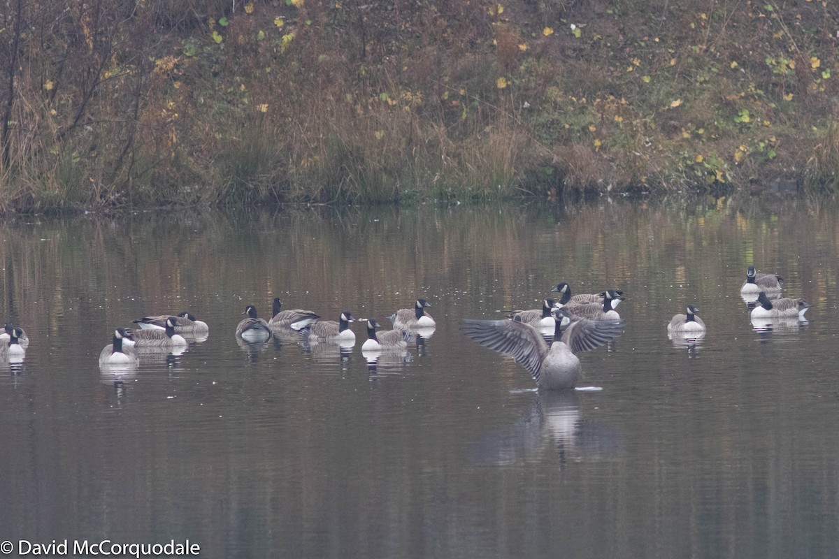 Canada Goose - ML279377221