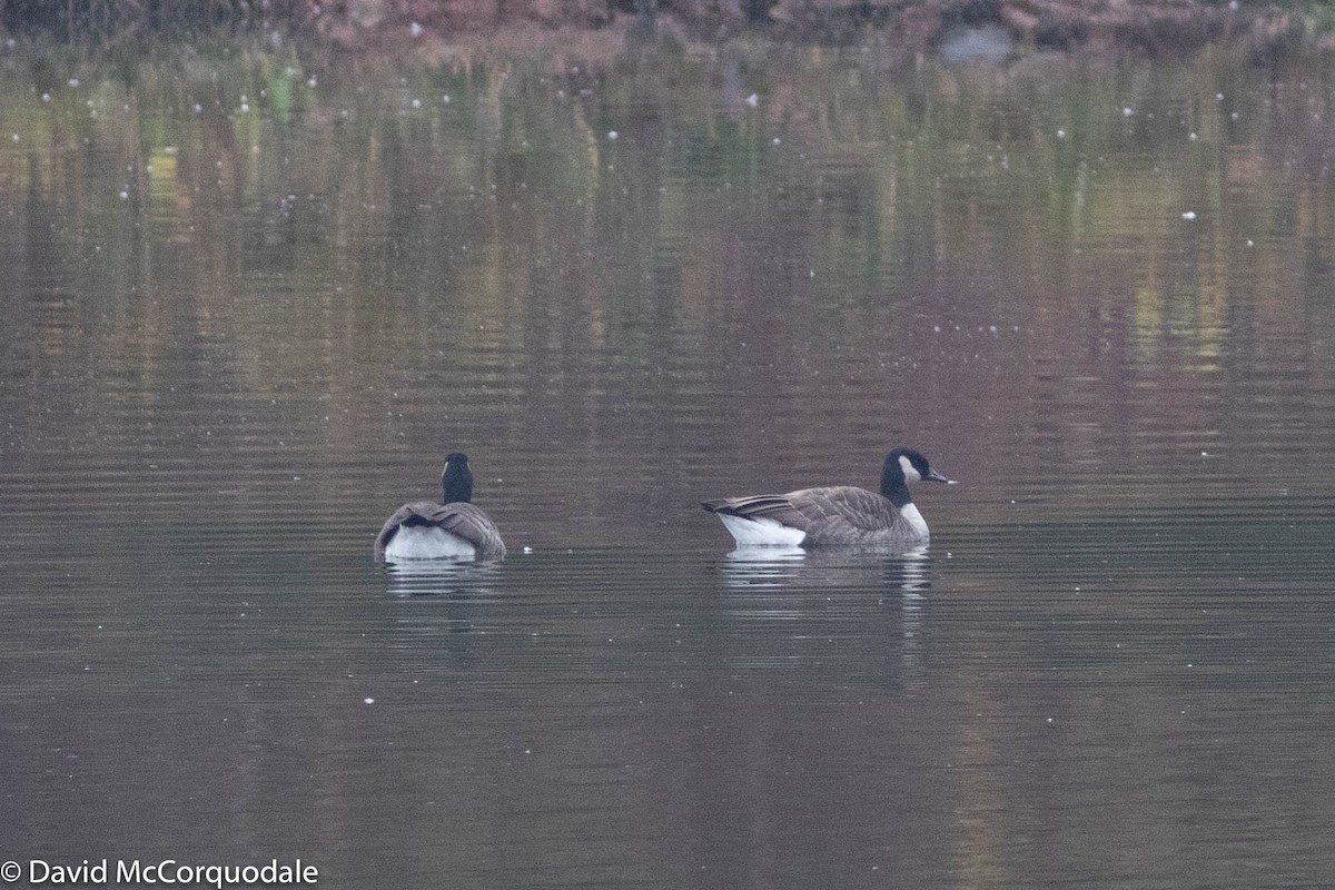 Canada Goose - ML279377321